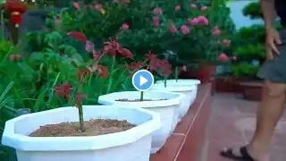 Rose flowers plants growing ideas, How to grow roses from cuttings,