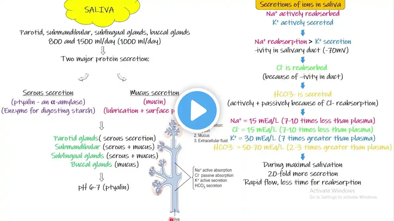 SALIVA (secretions and nervous control). Chapter 65 (part 4). Guyton and Hall Physiology.