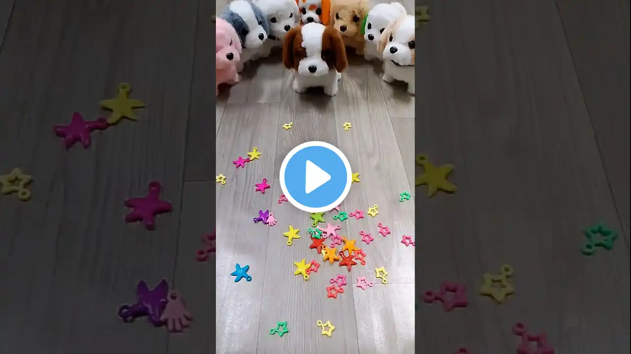 Star ⭐✨💓 Satisfying Reverse video ASMR soud 🌈🐕🐕‍🦺🐩🦮🐕‍🦺🐩