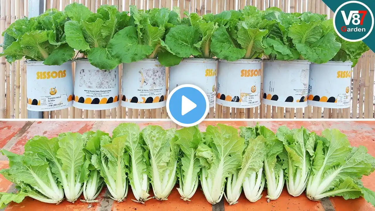 Home Gardening Made Easy: Creative Ways to Grow Vegetables in Hanging Pots