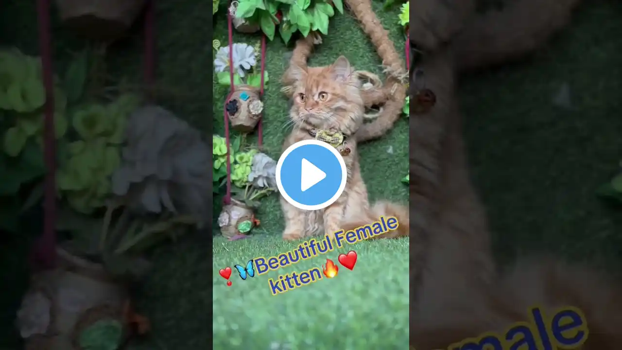 #kitten #cute #cat #catlover #animals #chirstmas #music #birds #cutecat #birdsong #alphabet