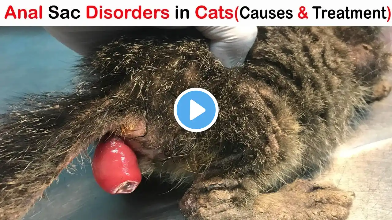 Anal Sac Disease in Cats - Symptoms, Causes, Diagnosis and Treatment - Bright Ways Now