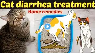 Cat diarrhea treatment and home remedies /Common reason and treatment of cat diarrhea/ Dr.hira saeed