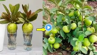 Best Techniques: Growing Guava with Aloe Vera  in a water Glass For Growing Faster 100% success