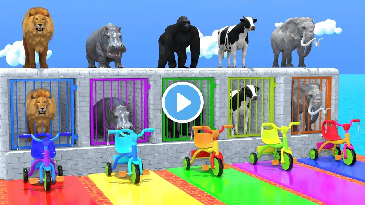 Cow Elephant Tiger Gorilla Hippo 3d Animal Long Slide Game Funny 3d Paint Animals Cage Game