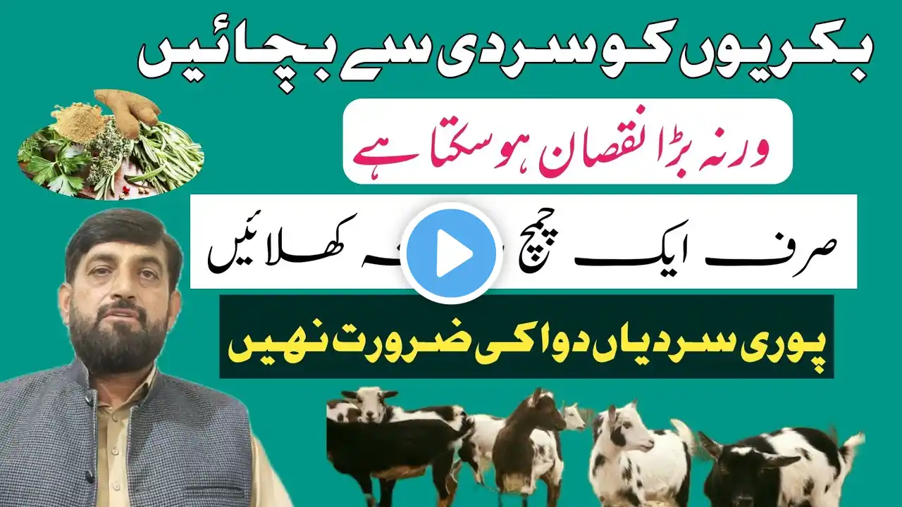 Bakrion Ko Sardi Se Bachanay Ka دیسی Kitchen Formula | Goat Sheep Ko سردیوں mein بیماری se بچائیں