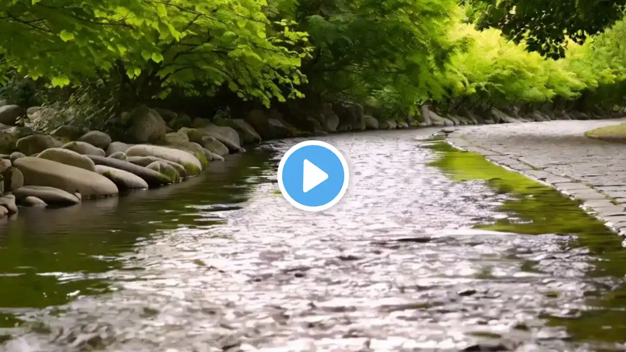 Fir Forest Brook with Heavy Pouring Water Sound, Bird chirping for Sleep, Meditation, ASMR