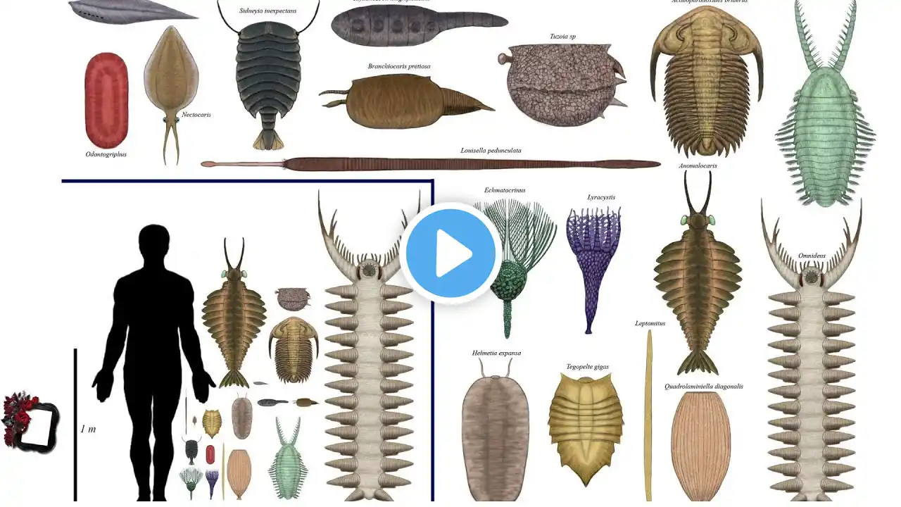 Cambrian animals size comparison