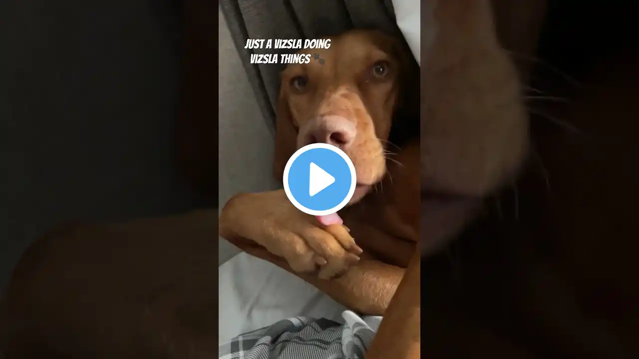 Vizsla dog chewing on her paws #shorts #shortsfeed #doglover #dog #puppyvideos #vizsla