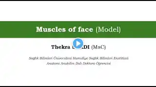 Muscles of face (Model) [Detailed Subject Explanation]