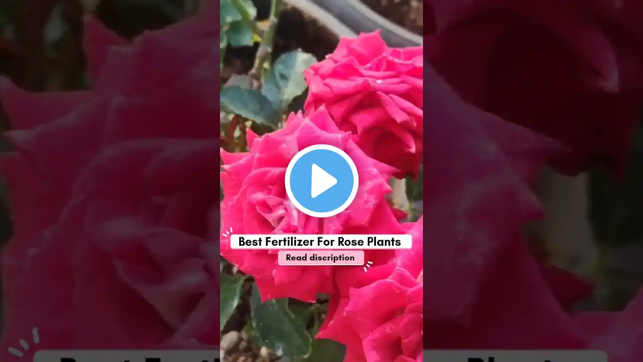 Boost Your Roses! Best Organic & Chemical Fertilizers