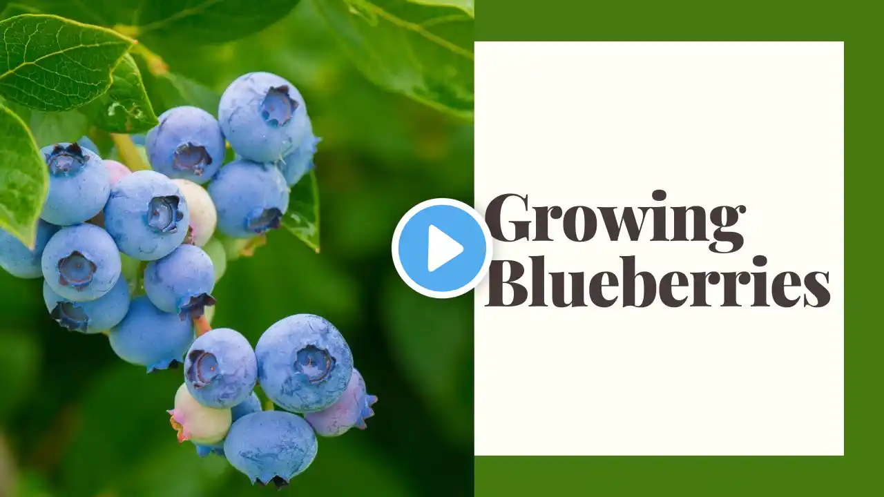 Growing Blueberries in Zone 6