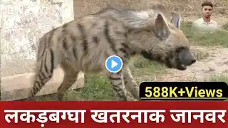 lakadbaggha | lakadbagha  kaisa hota hai | lakadbagha animal  | hyena video |  lakadbagha janwar