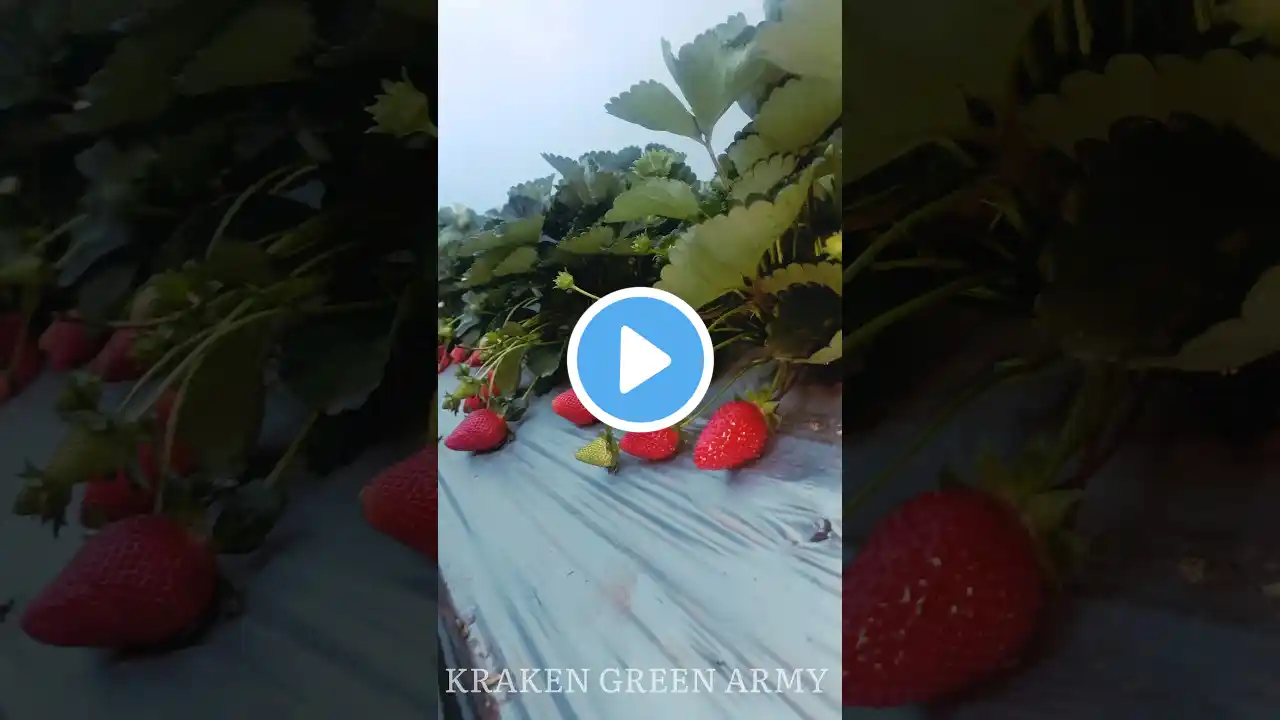 Strawberry farming #shorts ‪@krakengreenarmy‬