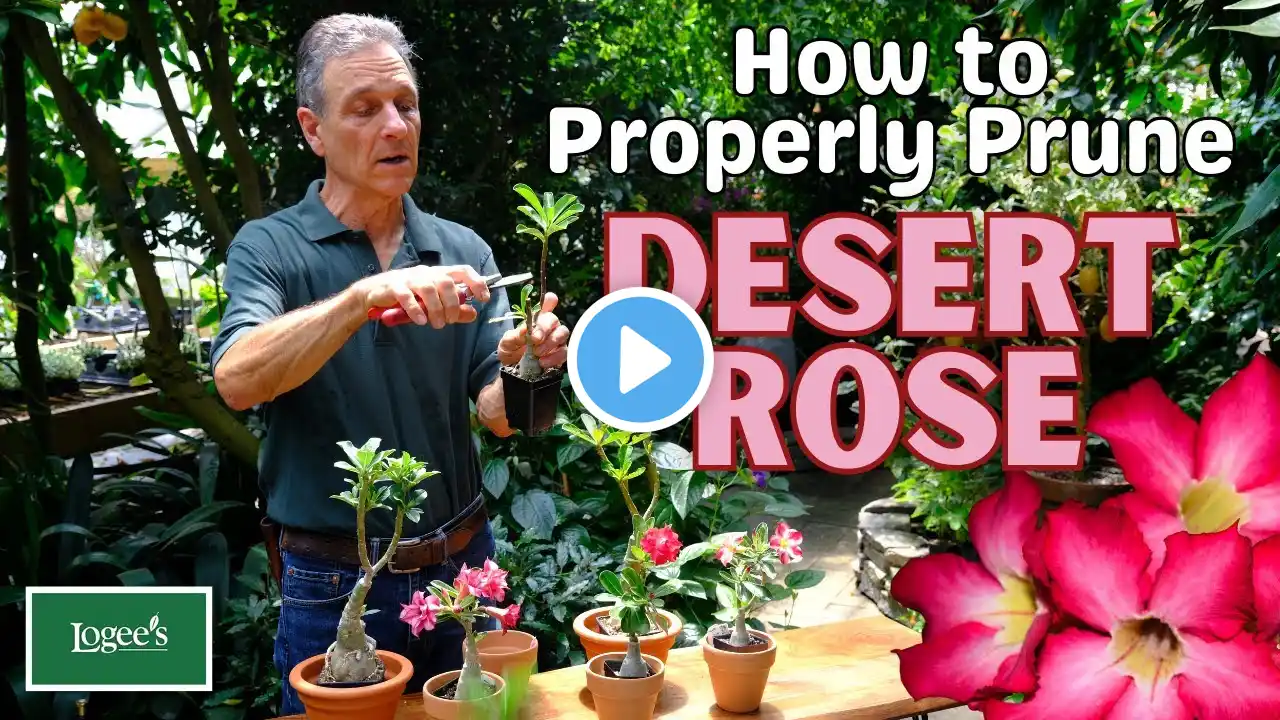 How to Properly Prune Desert Rose (Adeniums)