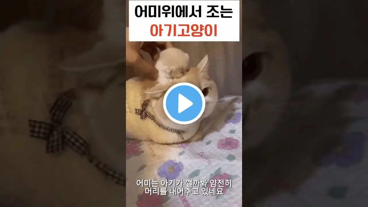 어미 위에서 조는 아기 고양이 #shorts