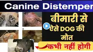 Canine Distemper से ऐसे DOG की मौत कभी नहीं होगी 👉🏻Dog Canine Distemper Treatment at home