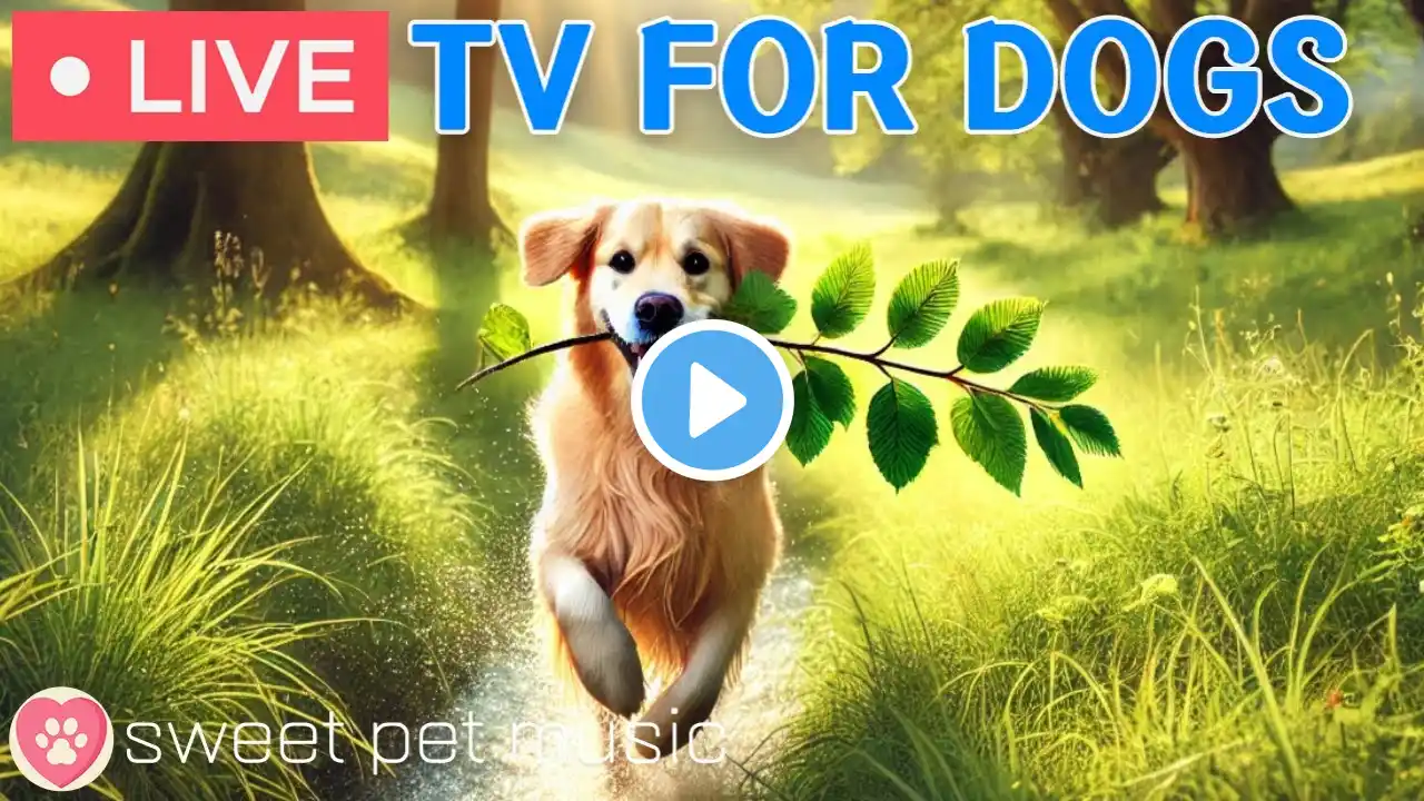 🔴24 Hours of Dog TV🎵🐶Relaxing Music to Relieve Dog Separation Anxiety🐾🩷Videos to Relieve Dog Boredom