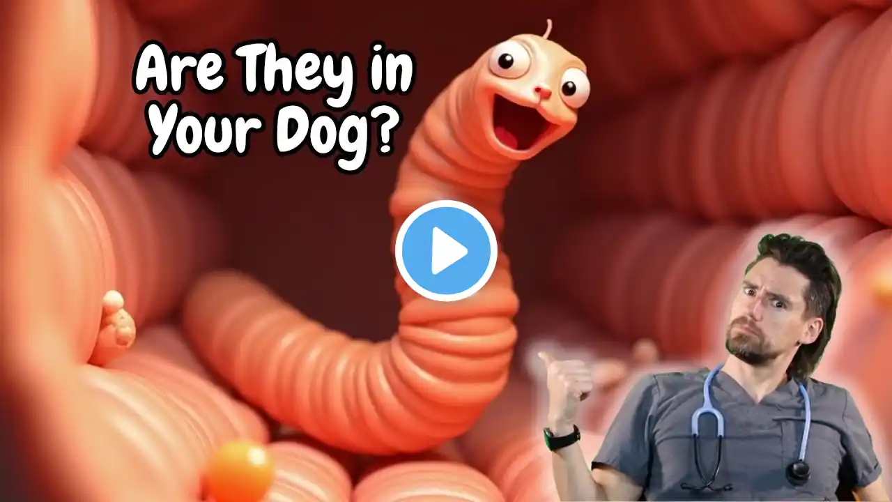 Roundworms in the Dog