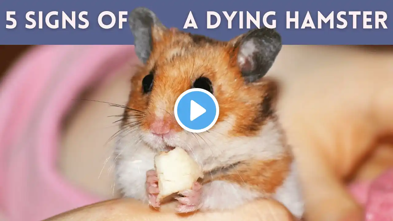 How to Tell If Your HAMSTER is DYING 🐹 - 5 Signs