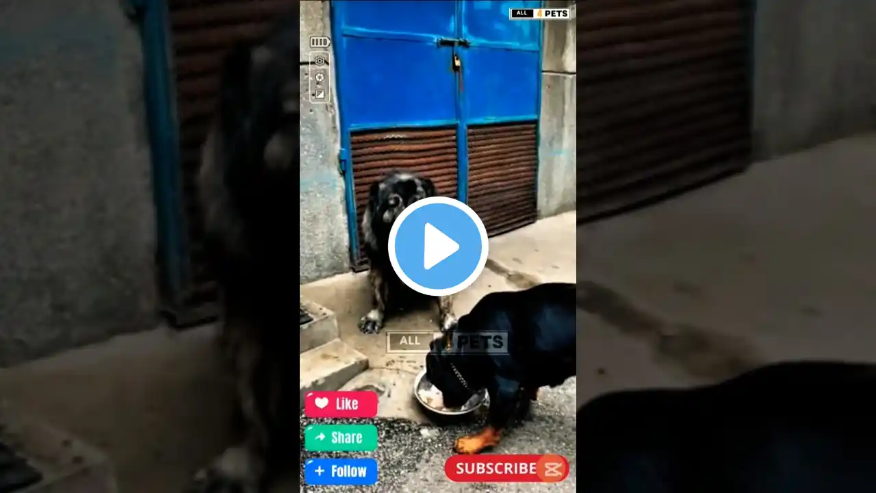 Brave Rottweiler dog vs Caucasian Shepherd Dog #shorts #viralshorts #youtubeshorts #rottweiler