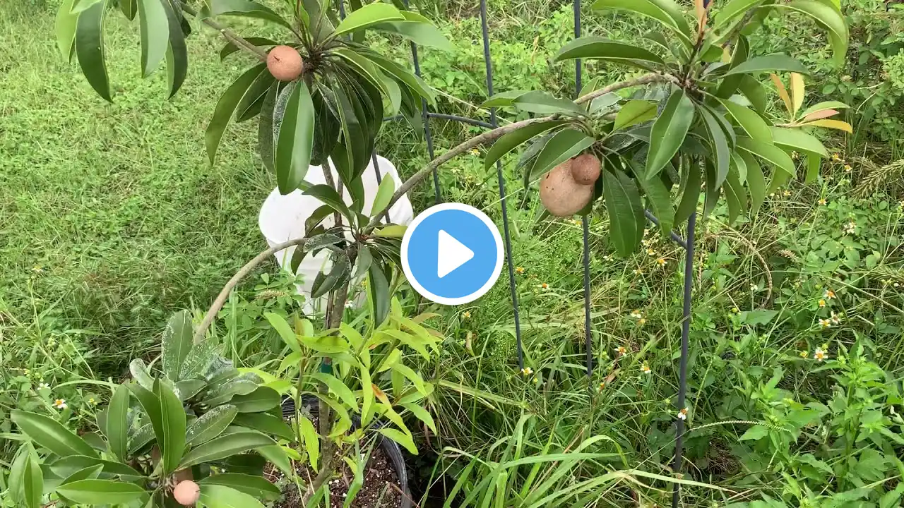 Silas Woods Sapodilla Fruit Almost Ready