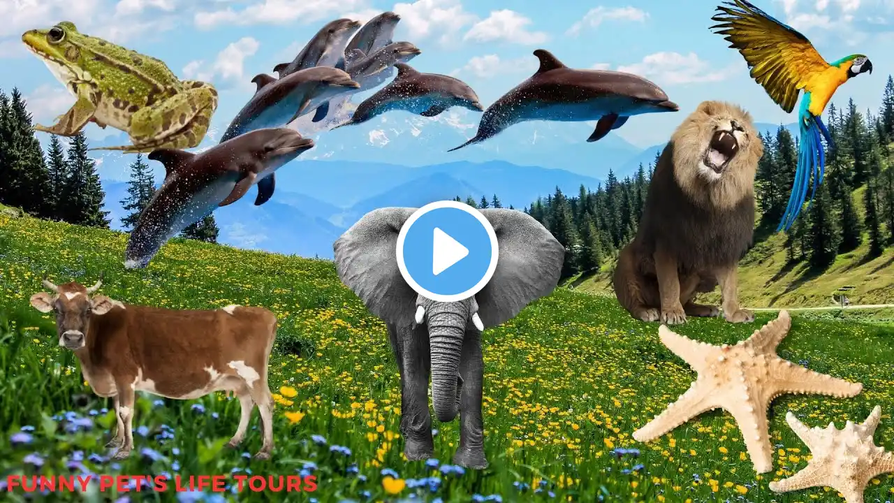 Nature And Wildlife Video 4K– Cute little animals: fox, frog, dolphin, cow, horse, duck, dog, cat
