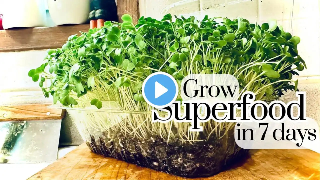 From Seed to Superfood! Mastering Microgreens for Beginners (Full Tutorial)