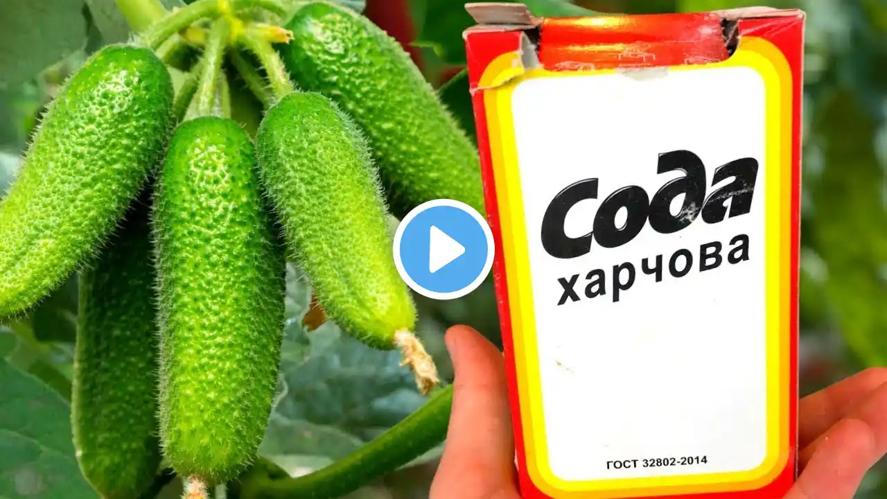 URGENTLY GIVE SODA TO CUCUMBERS AND YOU WILL HARVEST IN BUCKETS UNTIL AUTUMN!!! CUCUMBER CARE!