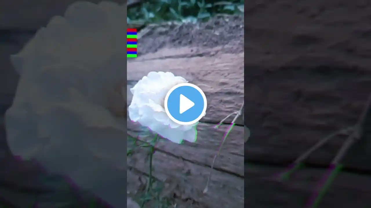 white 🌹 rose #nature #shorts #flowers #viralvideo #gamegurujkt