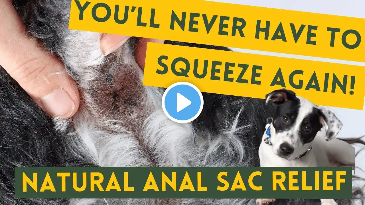 Anal glands in dogs - natural and cheap solutions!