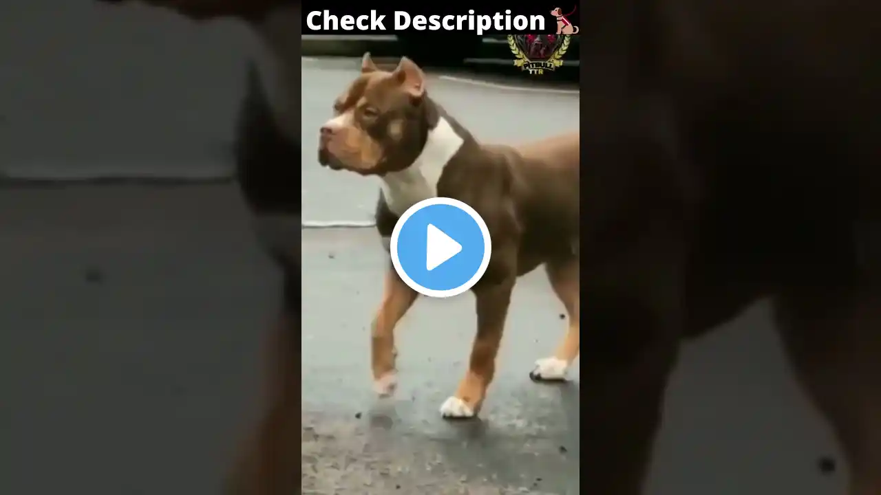 Pitbull Dog Danger Looking 😱#shorts #Dogshort #ytshorts #doglover #status #Pitbull #Trending #2021