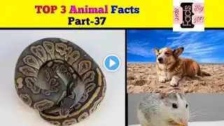 TOP 3 Animal Facts Part-37 | Secret Facts | Random Facts | #shorts