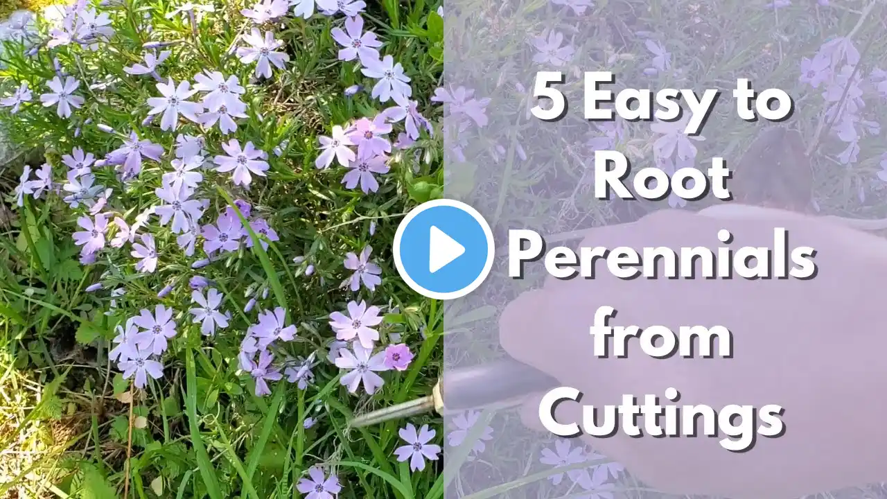 5 Easy to Root Perennials from Cuttings (Salvia, Catmint, Phlox, Monarda, Lemon balm)