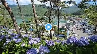 저구마을 수국축제 #여행 #거제 #travel #섬 #꽃