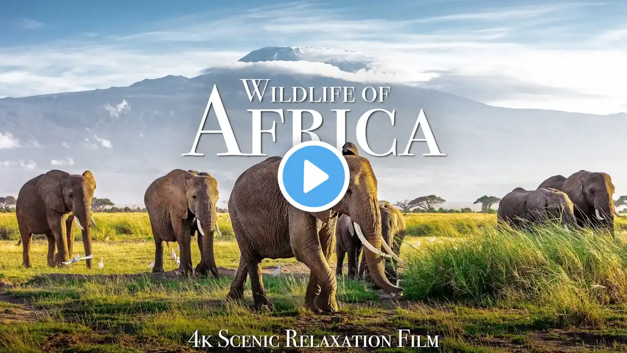 Wildlife of Africa 4K - Scenic Relaxation Film With African Music