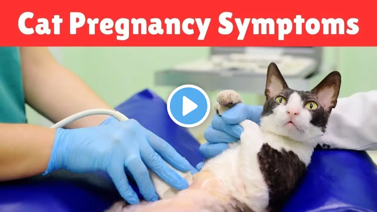 Is My Cat Pregnant? 7 Signs of Cat Pregnancy and What to Do Next!