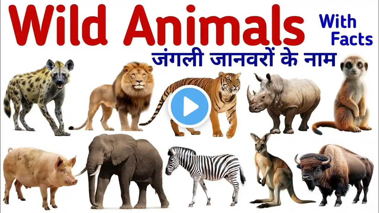 Animals Name | Wild Animals Name in Hindi and English with pictures| जंगली जानवरों के नाम