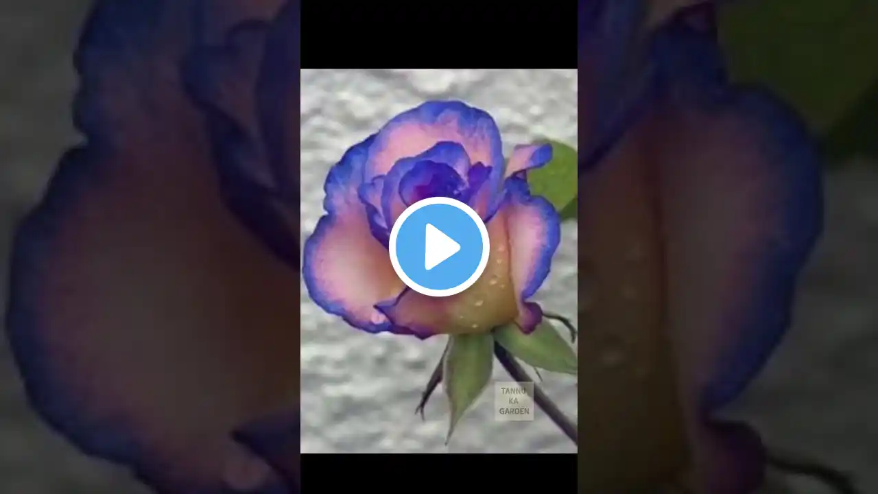 Breathtaking colored blue roses #shorts #viral