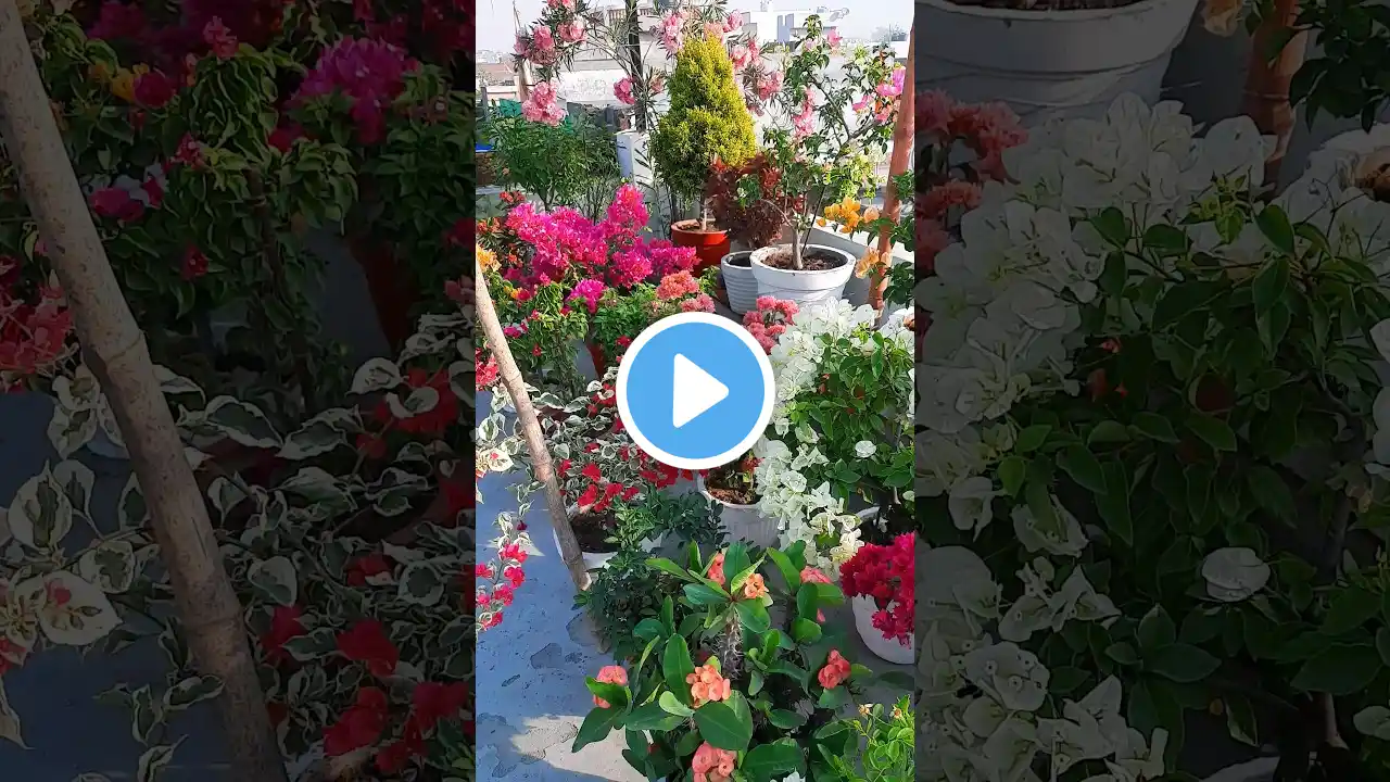 terrace garden overview part 9 | bougainvillea flowers blooming | summer gardening | #gardening