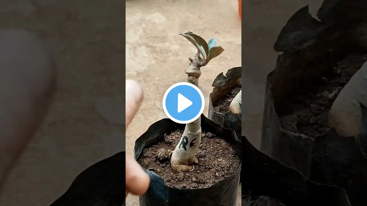 एक भी अडेनियम ग्राफ्टिंग फेल नहीं होगा आसान तरीकाAdenium Grafting #shorts #adenium #adeniumgrafting