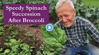 Spinach Summer Succession after broccoli, quick ground preparation #nodig