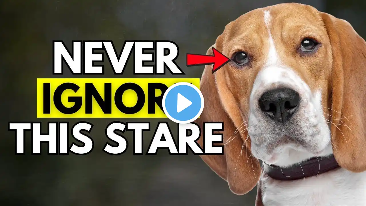 Why Your Dog Won’t Stop Staring at You… (It’s NOT What You Think!)