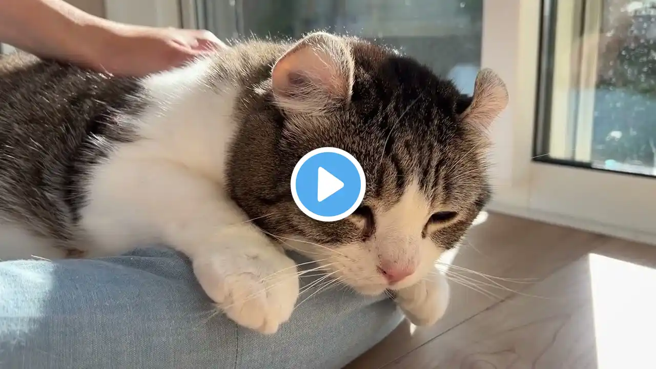 Feline Asthma: Help Cat with a Cough Part 1