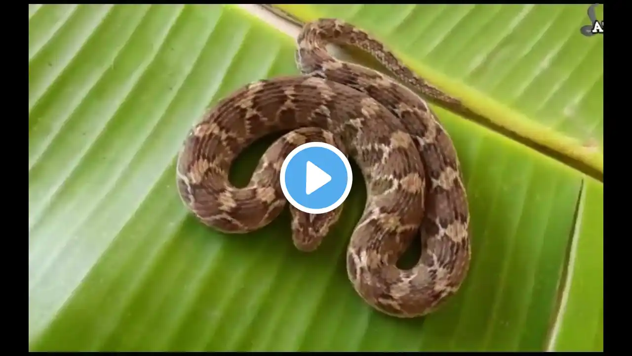 5 Most Powerfull Snakes In The World/Amazon rainforest Tribe/Jungle ke Aadivasi/Amazon Forest Tribe
