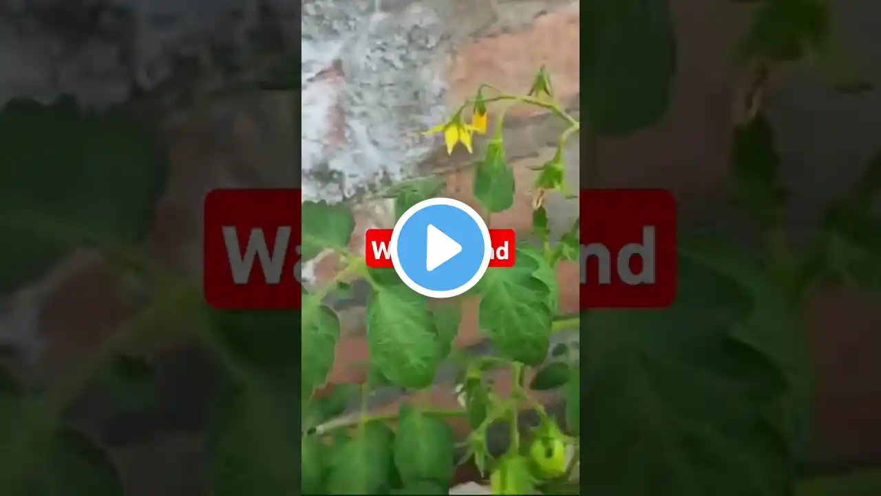 Tamatar ke fal q nhi banta🤔#shortsvideo #trending #Viral #nature #garden #plants