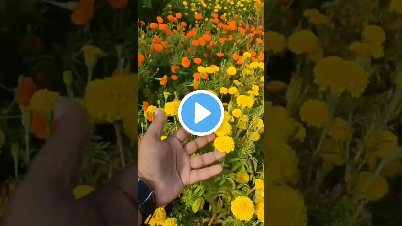 marigold flower😍beautiful marigold blooming#shortvideo #shorts #gardening #trending