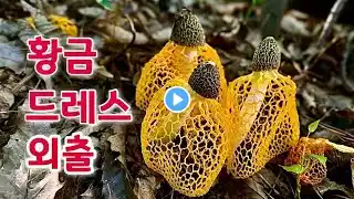 황금 망사 드레스를 입은... / 개화 장면 타임랩스 영상 / 야생화 신비 / Yellow-bellied Mushroom Blooming Timelapse Video
