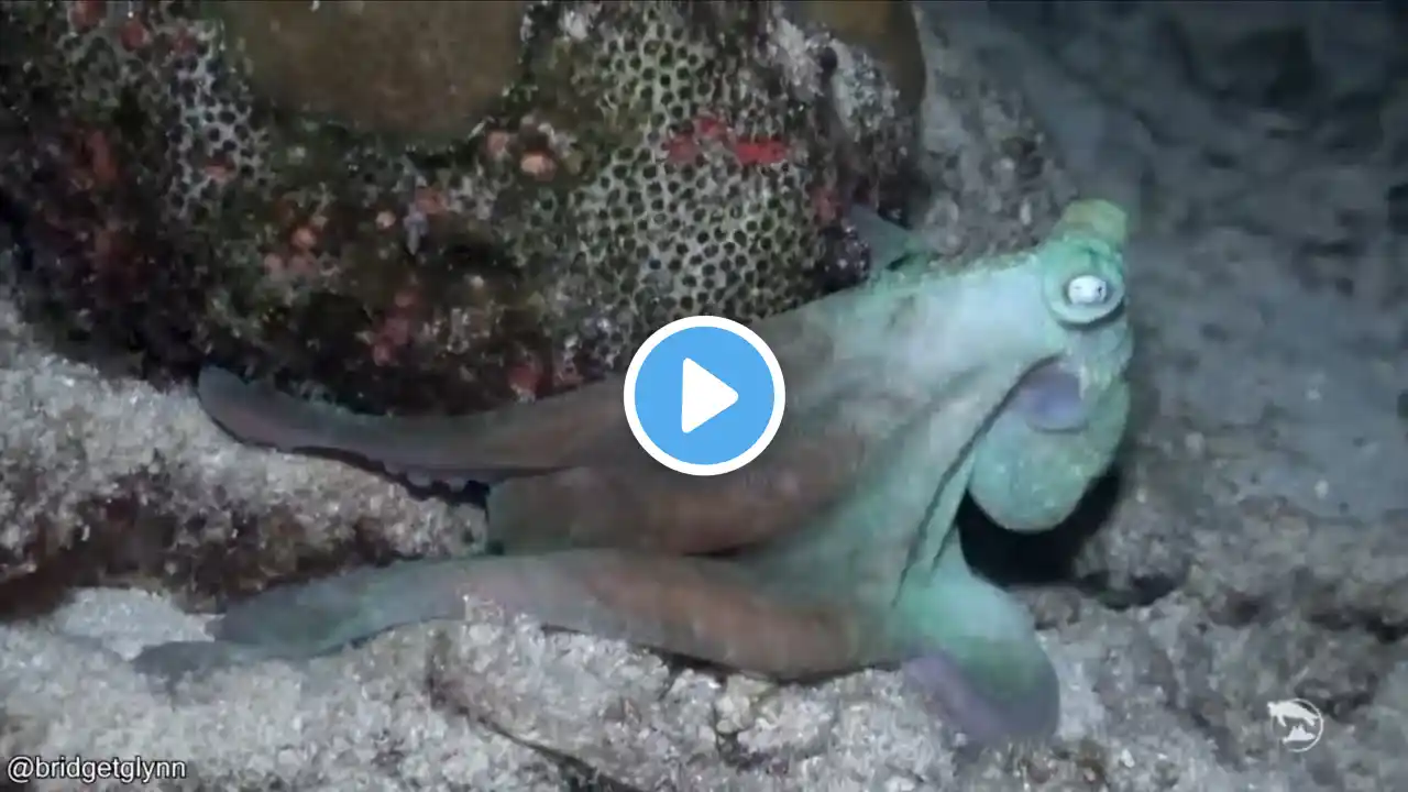 Octupus Changing Colors - Incredible! - Must Watch!