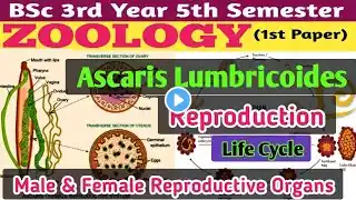 Ascaris lumbricoides Reproduction//Ascaris lumbricoides Morphology and Reproduction/BSc 5th Semester